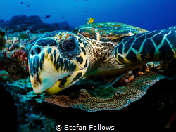 WTF!
Hawksbill Turtle - Eretmochelys imbricata
Bali, In... by Stefan Follows 